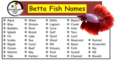 beta fish names|500 Best Betta Fish Names for Inspiration .